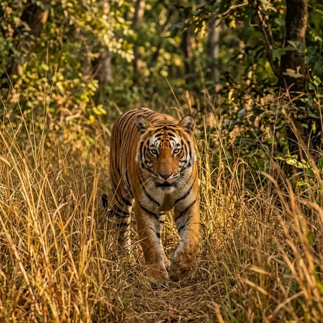 Identificador de Tigres por Foto Grátis no WildLens.cc