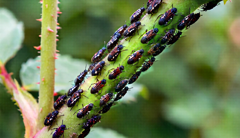 Aphids covering a green garden stem in close-up.